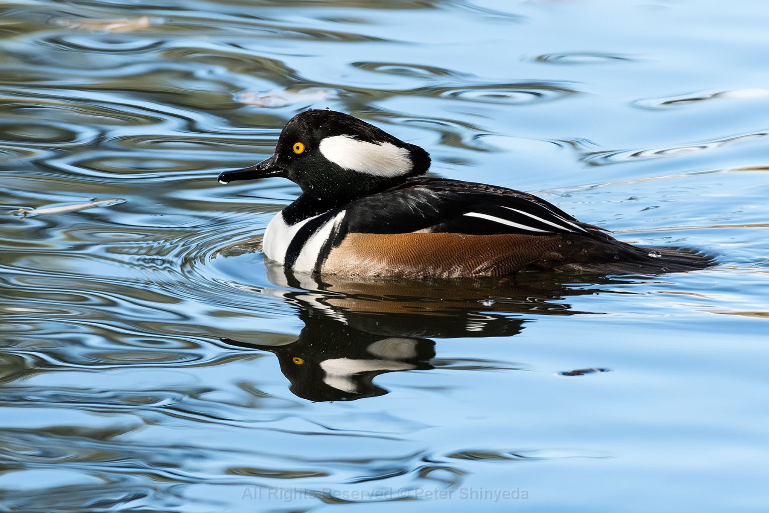 Wood Ducks and Mergansers, Oct 2017